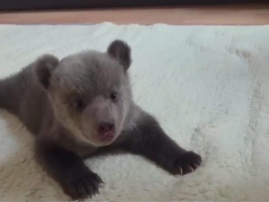 Na snímke osirelé mláďa v bojnickej ZOO.