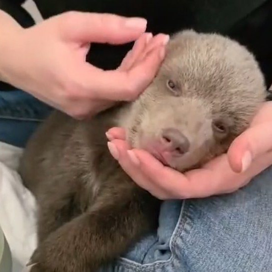 Na snímke jedno z medvieďat v bojnickej ZOO.