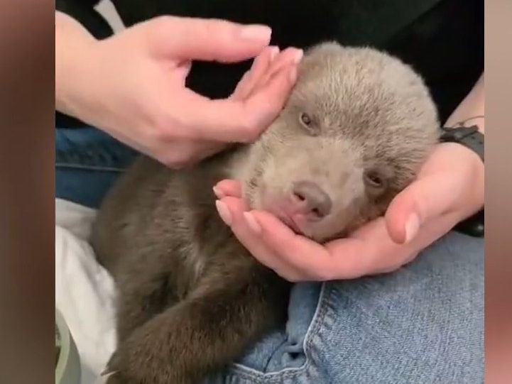 Na snímke jedno z medvieďat v bojnickej ZOO.