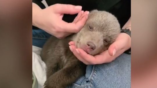 Na snímke jedno z medvieďat v bojnickej ZOO.