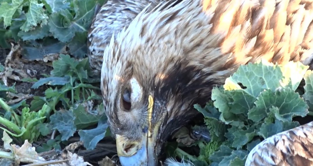 Otrávený orol kráľovský.