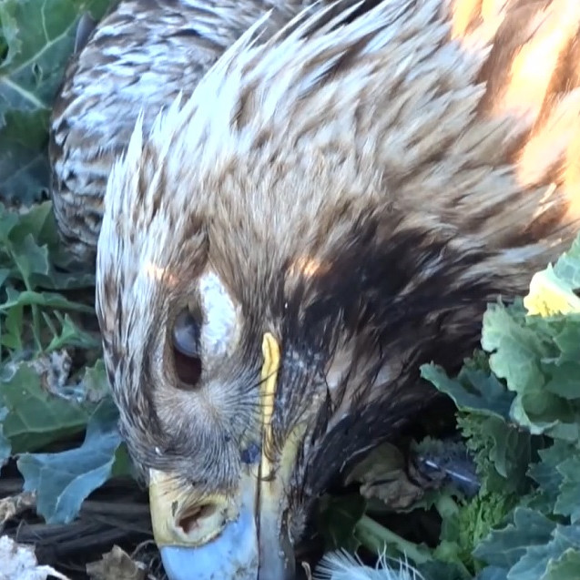 Otrávený orol kráľovský.