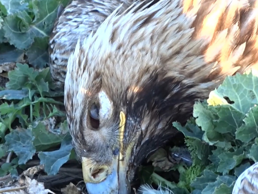 Otrávený orol kráľovský.