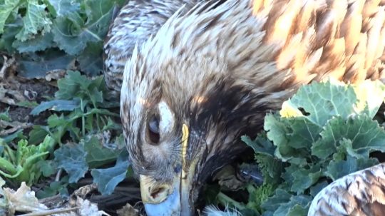 Otrávený orol kráľovský.