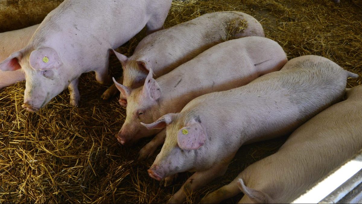 Obyvatelia Olcnavy s&uacute; proti roz&scaron;&iacute;reniu chovu o&scaron;&iacute;pan&yacute;ch: Už teraz ich obťažuje &scaron;tipľav&yacute; z&aacute;pach, boja sa zhor&scaron;enia