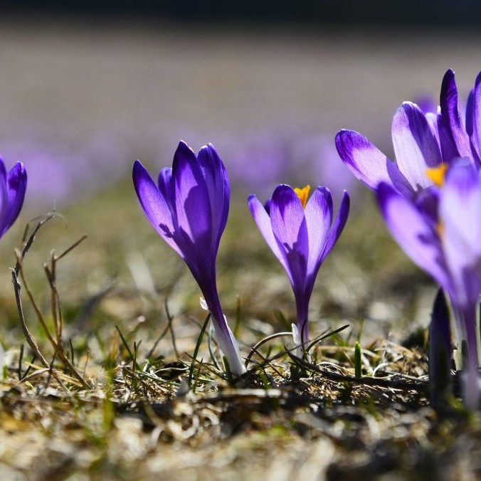 Šafrany spišské v Dobšinskej Maši.