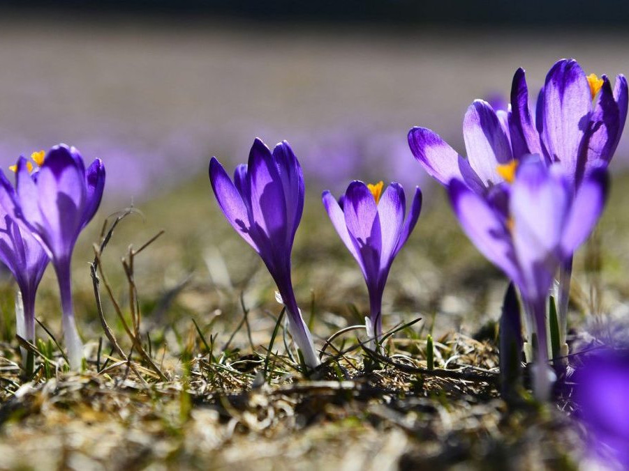 Šafrany spišské v Dobšinskej Maši.