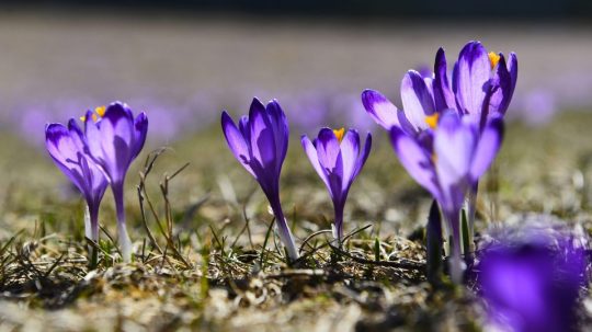 Šafrany spišské v Dobšinskej Maši.