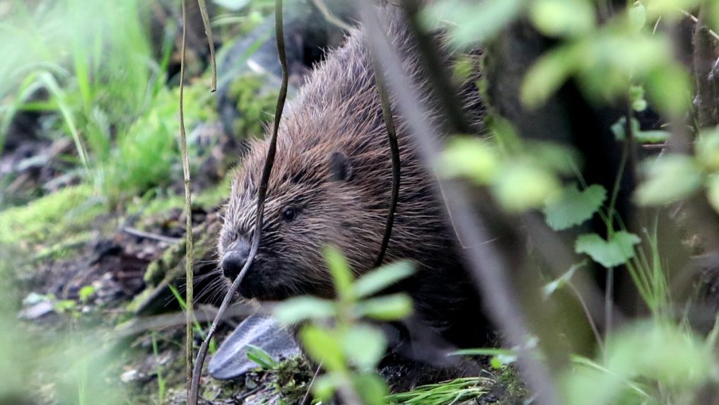 Na východe sa bobrom darí.