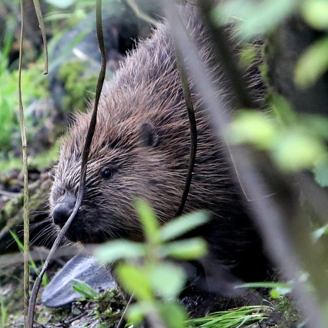 Na východe sa bobrom darí.