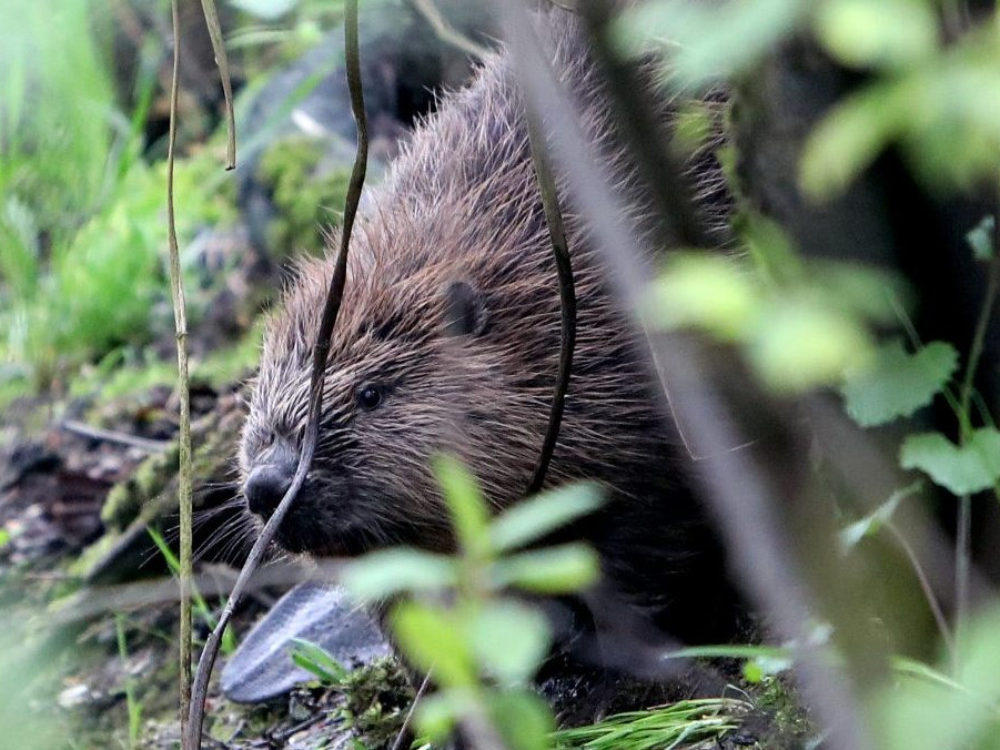 Na východe sa bobrom darí.
