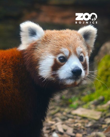 Panda červen&aacute;.