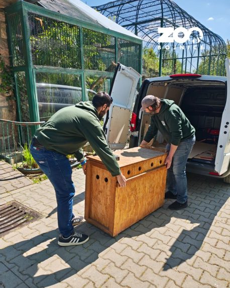Na sn&iacute;mke pracovn&iacute;ci zoo Bojnice premiestňuj&uacute; pandy červen&eacute;.