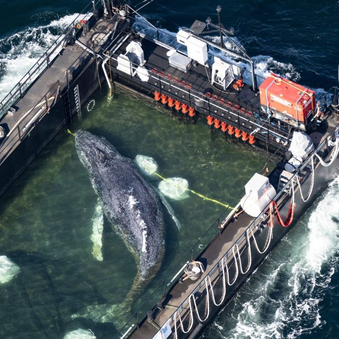 Záchrana vráskavca Timmyho