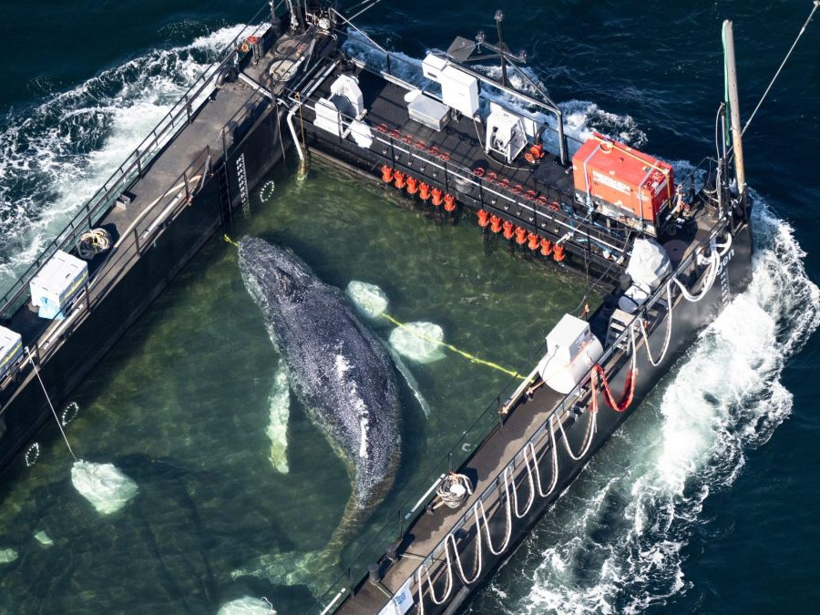 Záchrana vráskavca Timmyho