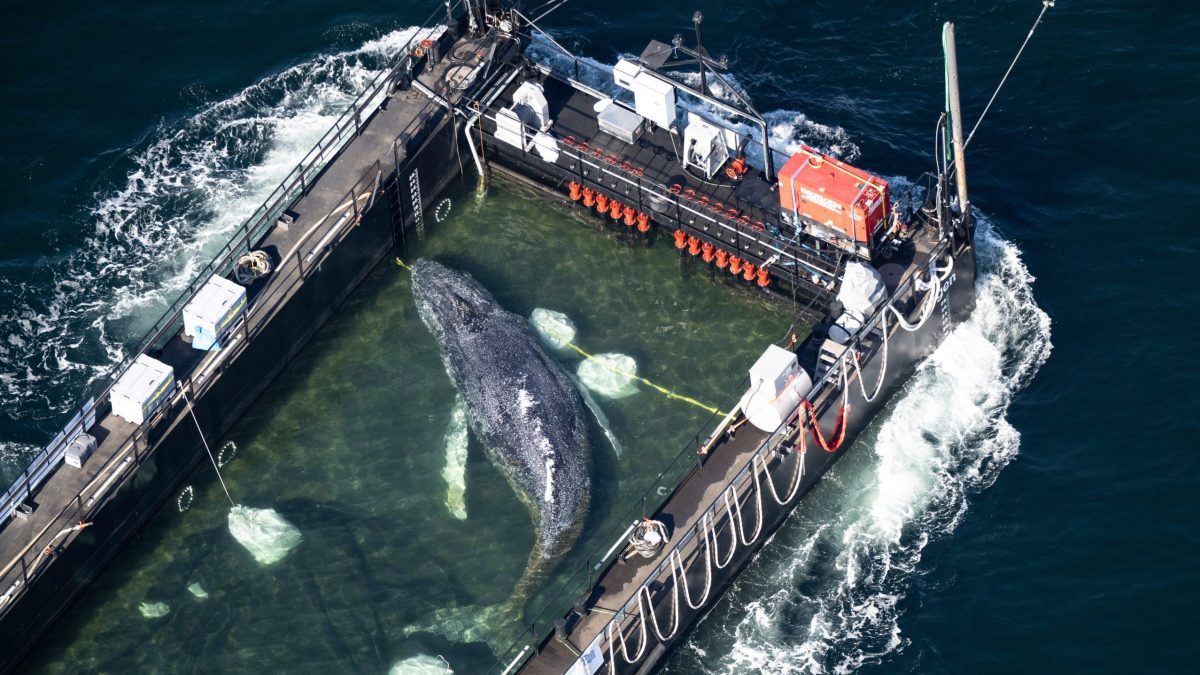 VIDEO: Vr&aacute;skavca Timmyho vyslobodili z plytčiny, v pl&aacute;vaj&uacute;com akv&aacute;riu mieri do Severn&eacute;ho mora