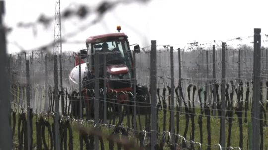 V lokalitách, kde sa ochorenie potvrdilo, sú postreky základným nástrojom na zastavenie šírenia nákazy.