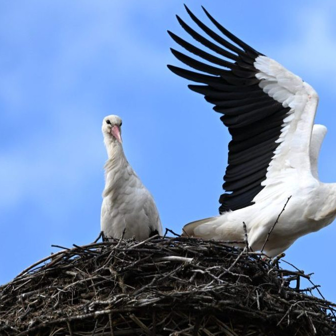 Bociany biele v hniezde.