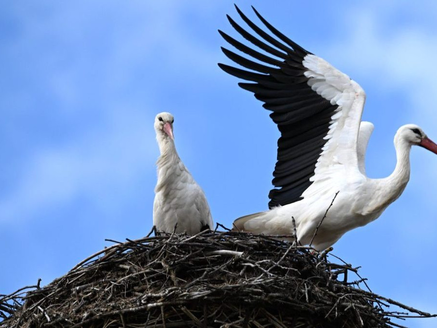 Bociany biele v hniezde.