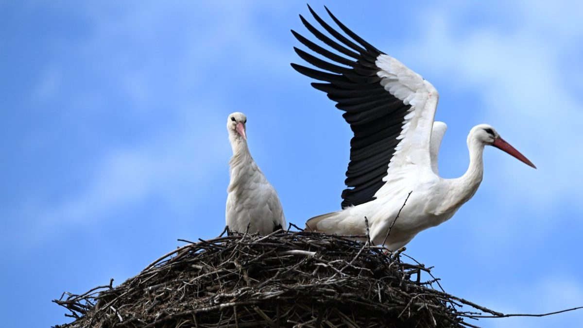 Bociany sa už vr&aacute;tili: Na hniezdenie si tvrdohlavo vyberaj&uacute; elektrick&eacute; stĺpy, č&iacute;m ohrozuj&uacute; seba aj distrib&uacute;ciu elektriny