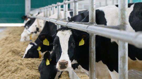 Chovatelia dojníc žiadajú finančnú pomoc. Za mlieko dostanú menej, pričom náklady im rastú