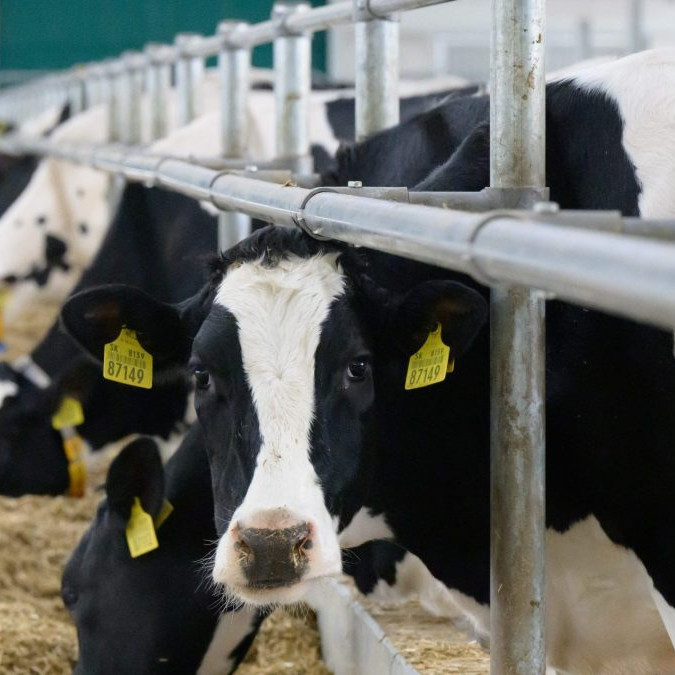 Chovatelia dojníc žiadajú finančnú pomoc. Za mlieko dostanú menej, pričom náklady im rastú