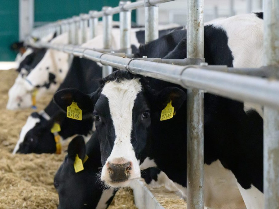 Chovatelia dojníc žiadajú finančnú pomoc. Za mlieko dostanú menej, pričom náklady im rastú