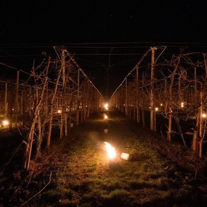 Parafínové sviece, ktoré chránia ovocné sady pred mrazom.
