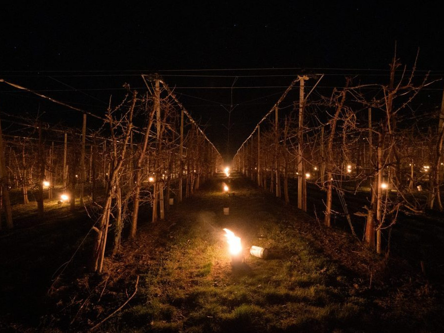 Parafínové sviece, ktoré chránia ovocné sady pred mrazom.