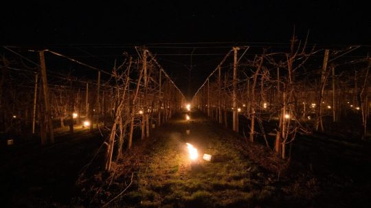 Parafínové sviece, ktoré chránia ovocné sady pred mrazom.