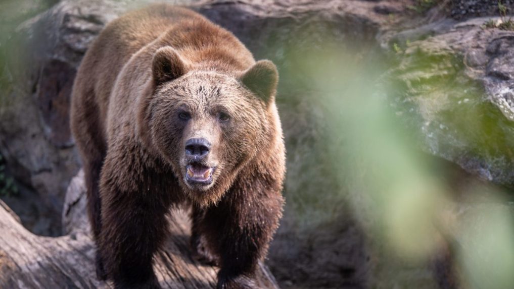 Na ilustračnej snímke medveď hnedý.