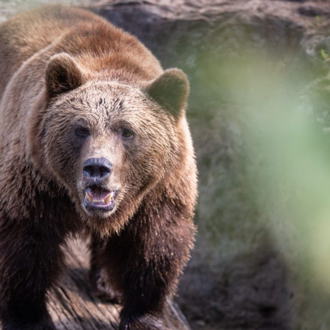 Na ilustračnej snímke medveď hnedý.