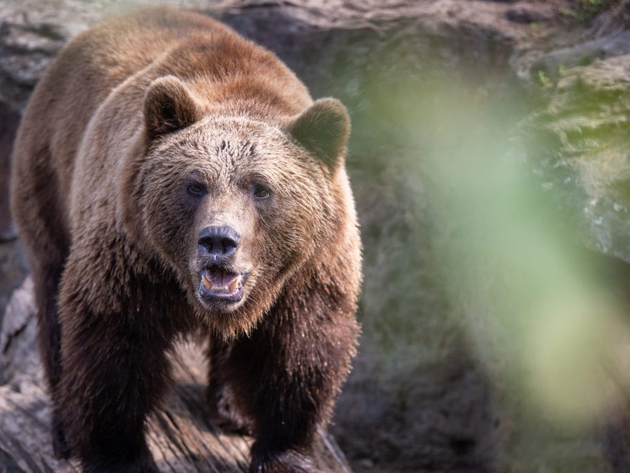 Na ilustračnej snímke medveď hnedý.