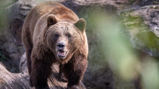 Na ilustračnej snímke medveď hnedý.