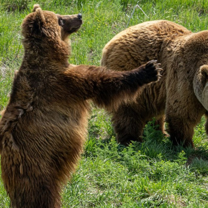 Na ilustračnej snímke medvede.