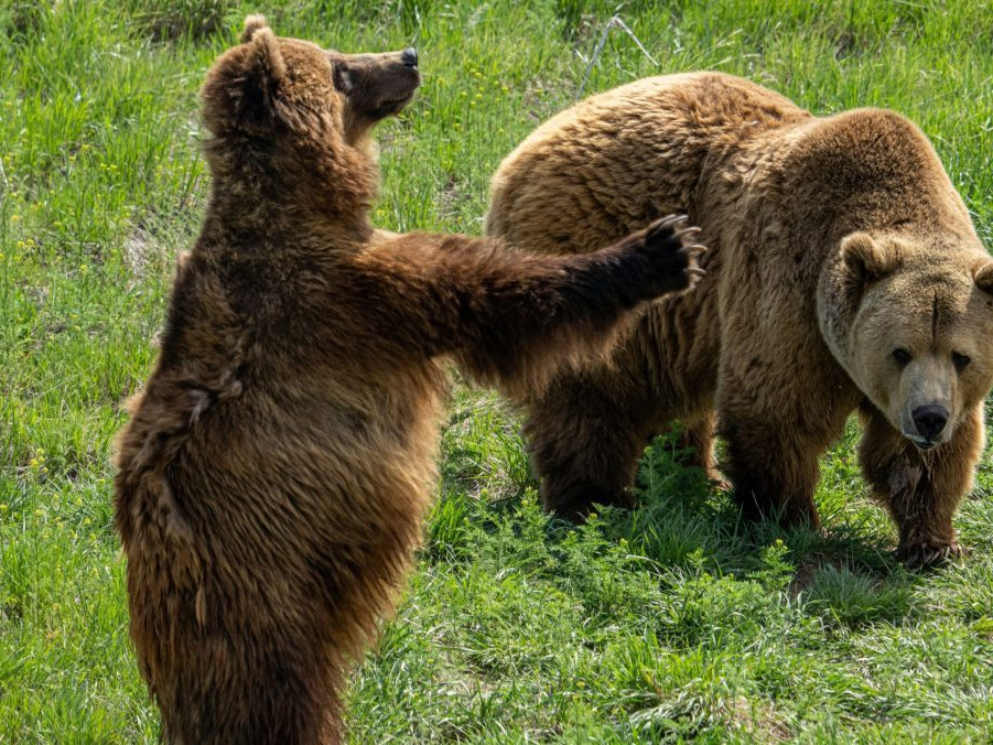 Na ilustračnej snímke medvede.