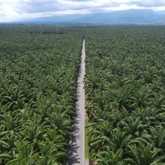 Na ilustračnej snímke palmová plantáž.