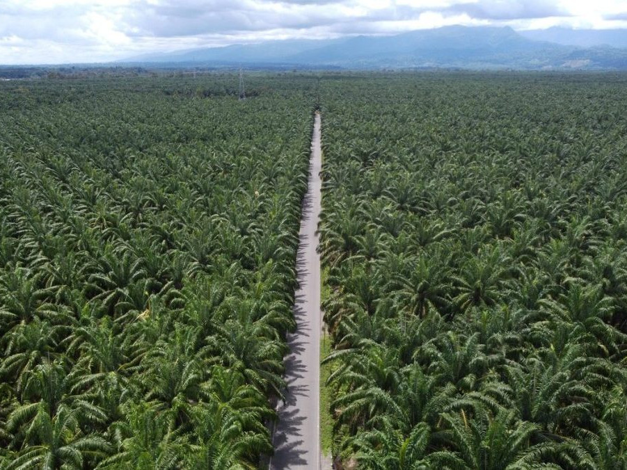 Na ilustračnej snímke palmová plantáž.