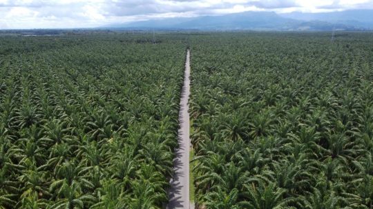 Na ilustračnej snímke palmová plantáž.