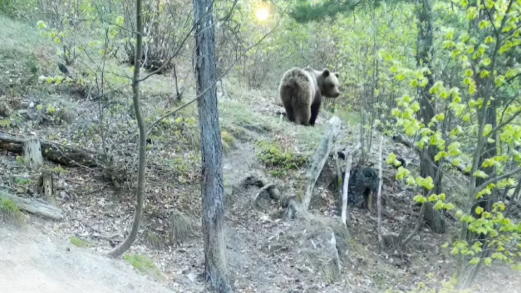 Na snímke medveď.