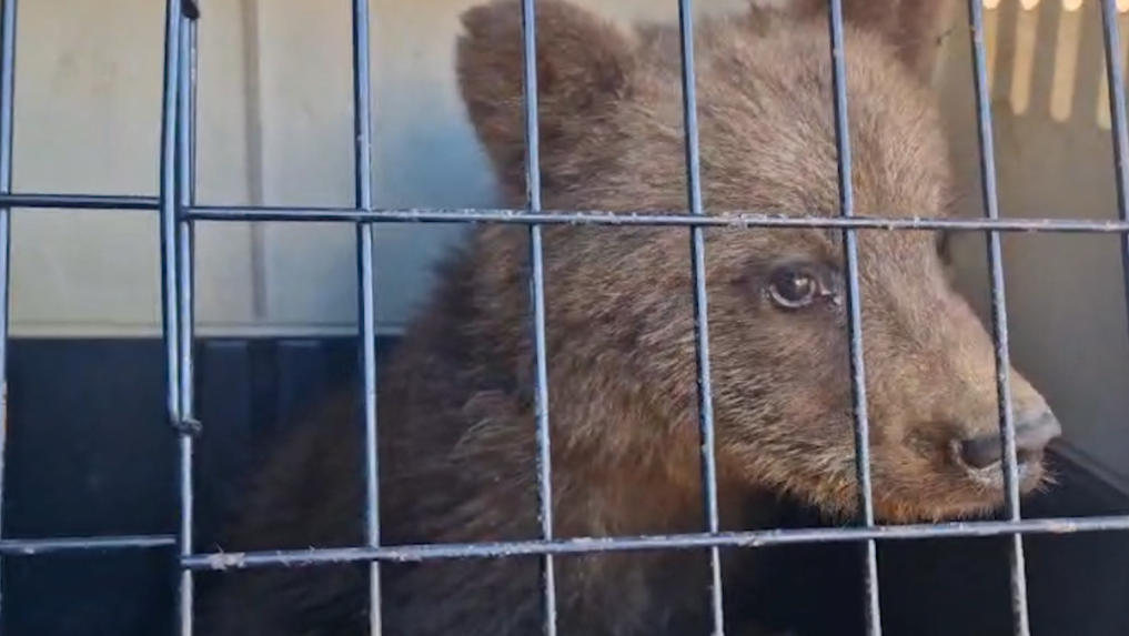 Medvieďa poputuje do bojnickej zoo.