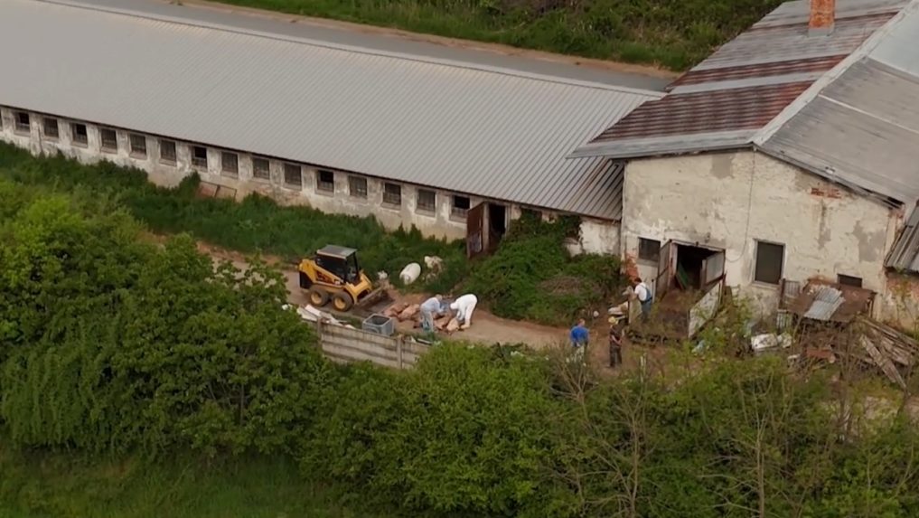 veterinári pri chove ošípaných