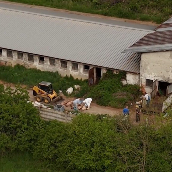 veterinári pri chove ošípaných