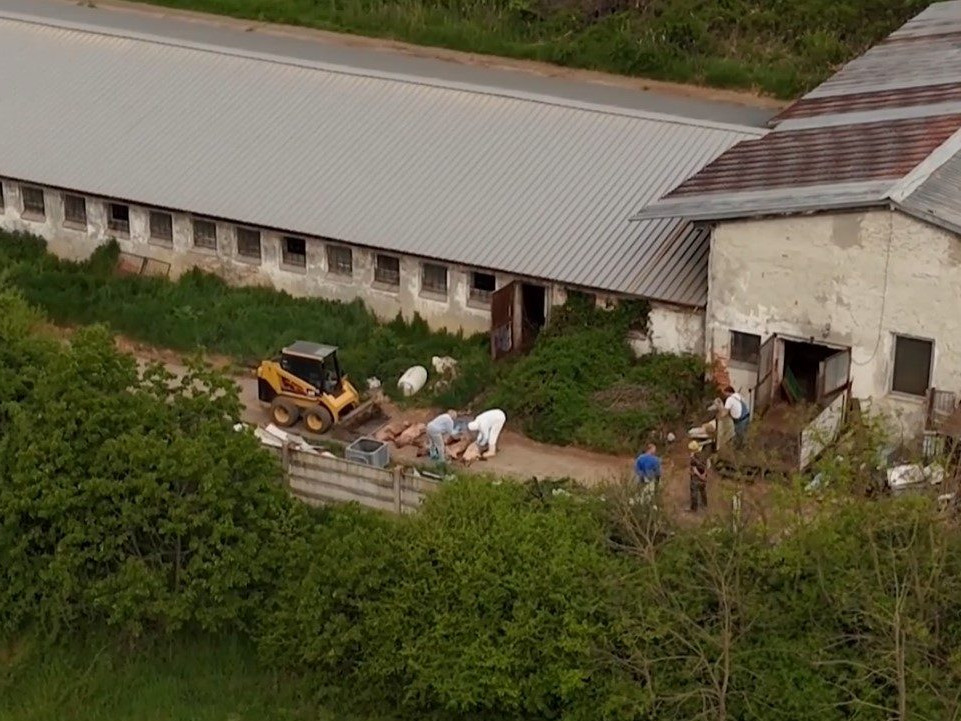 veterinári pri chove ošípaných