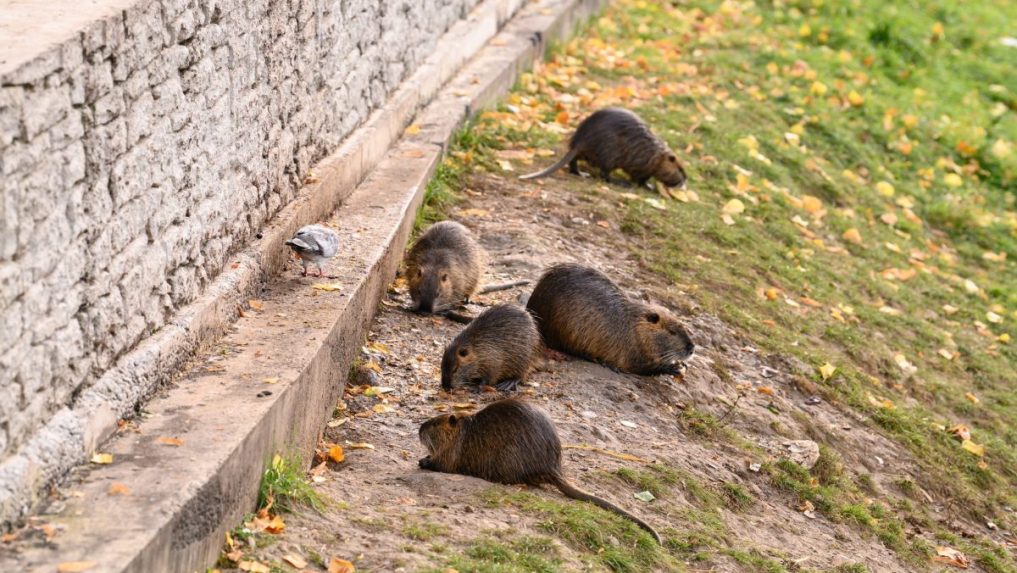 Nutrie riečne pri rieke v Nitre.