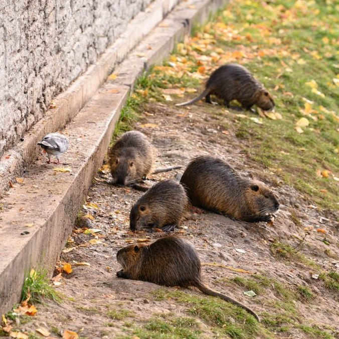 Nutrie riečne pri rieke v Nitre.