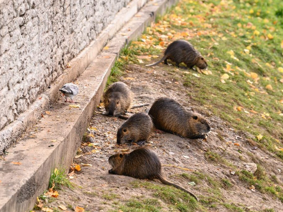 Nutrie riečne pri rieke v Nitre.