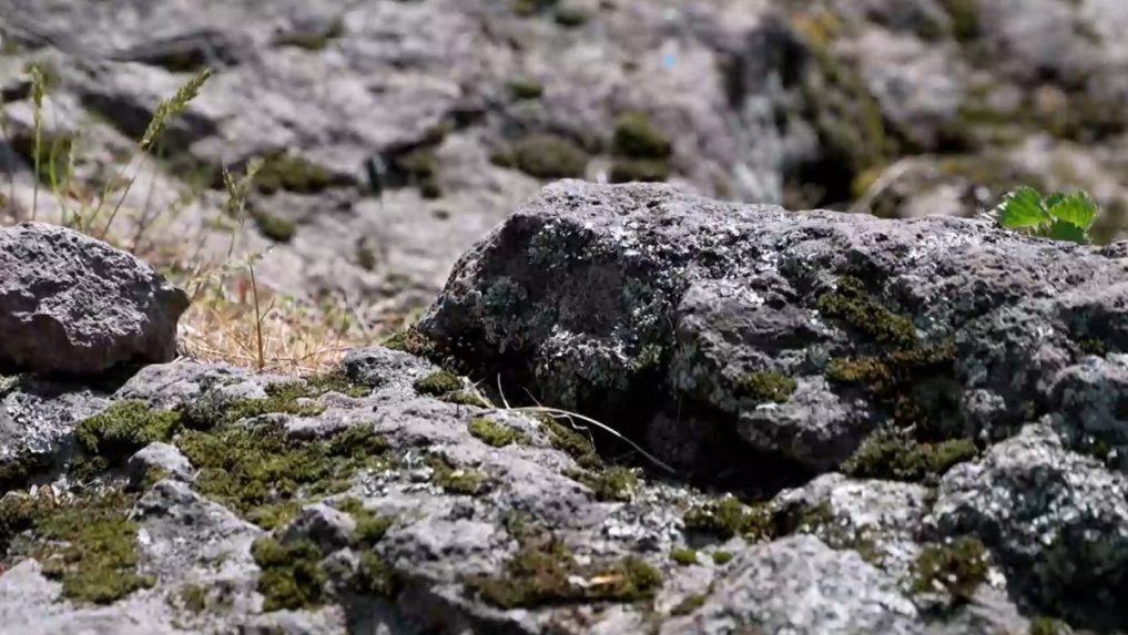 Na snímke detail na kamenné sutiny.