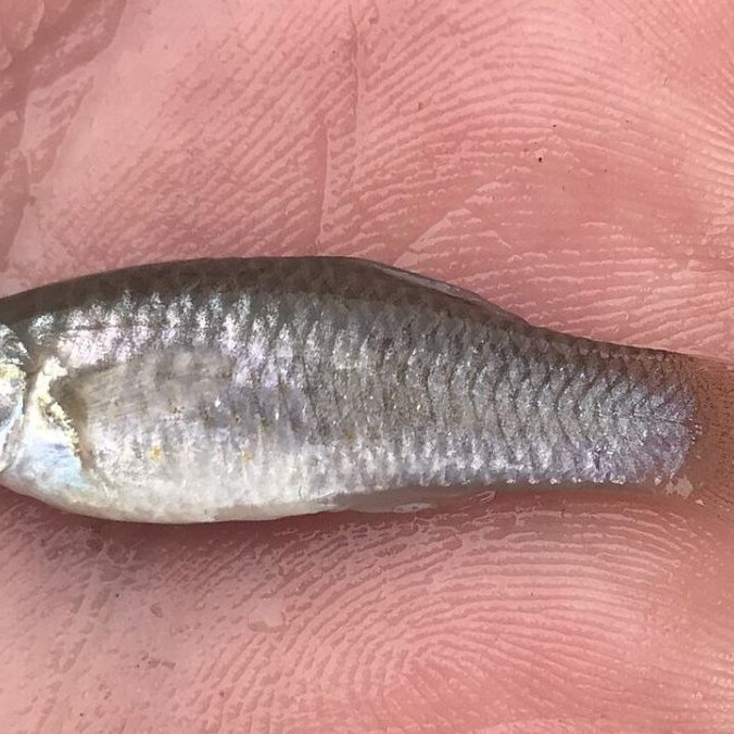 Poecilia formosa.
