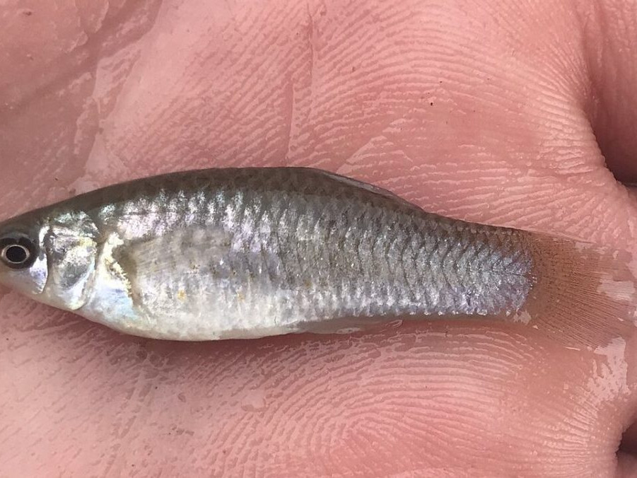 Poecilia formosa.